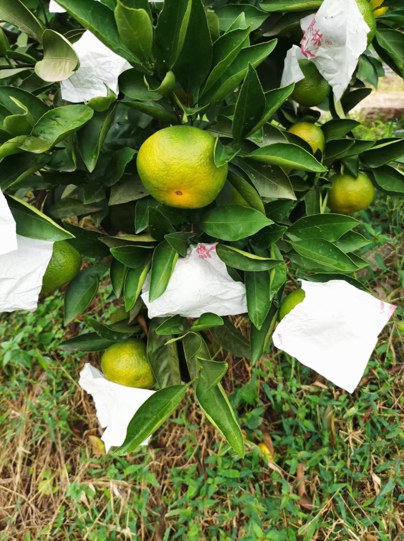 资阳雁江蜜橘大量上市，皮薄口感好，新鲜采摘，欢迎咨询