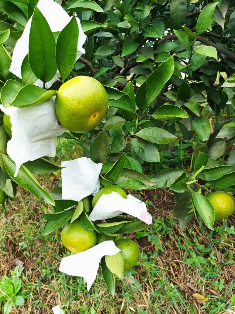 资阳雁江蜜橘大量上市，皮薄口感好，新鲜采摘，欢迎咨询