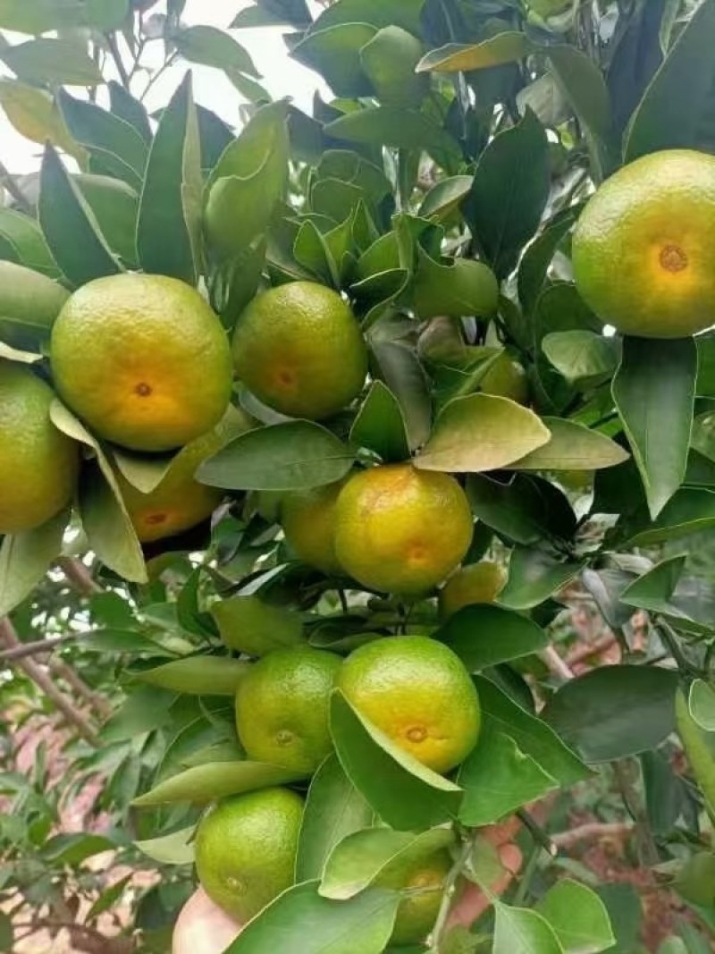 资阳雁江蜜橘大量上市，皮薄口感好，新鲜采摘，欢迎咨询