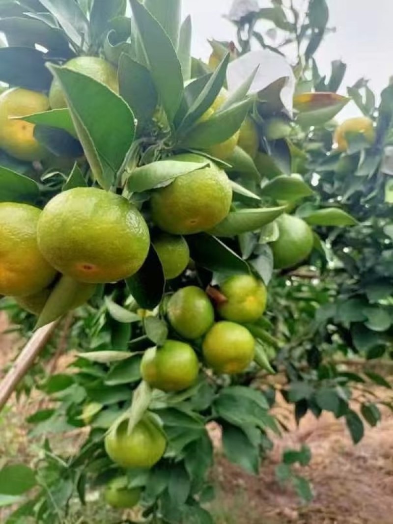 资阳雁江蜜橘大量上市，皮薄口感好，新鲜采摘，欢迎咨询