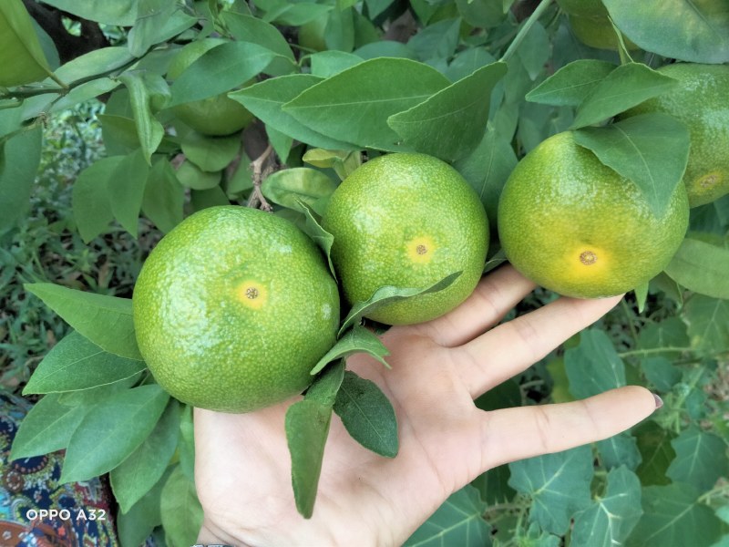资阳雁江蜜橘大量上市，皮薄口感好，新鲜采摘，欢迎咨询