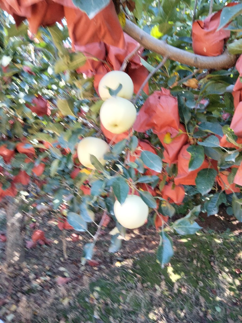 黄元帅