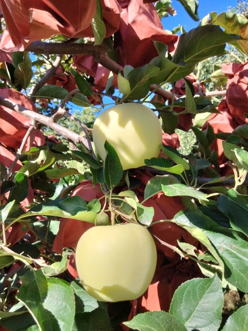 黄元帅