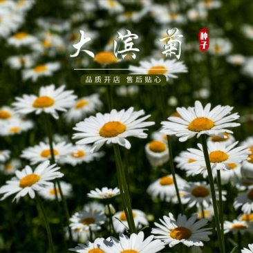 大滨菊种子四季种易活花种子耐寒耐阴花籽庭院室外盆栽花种籽
