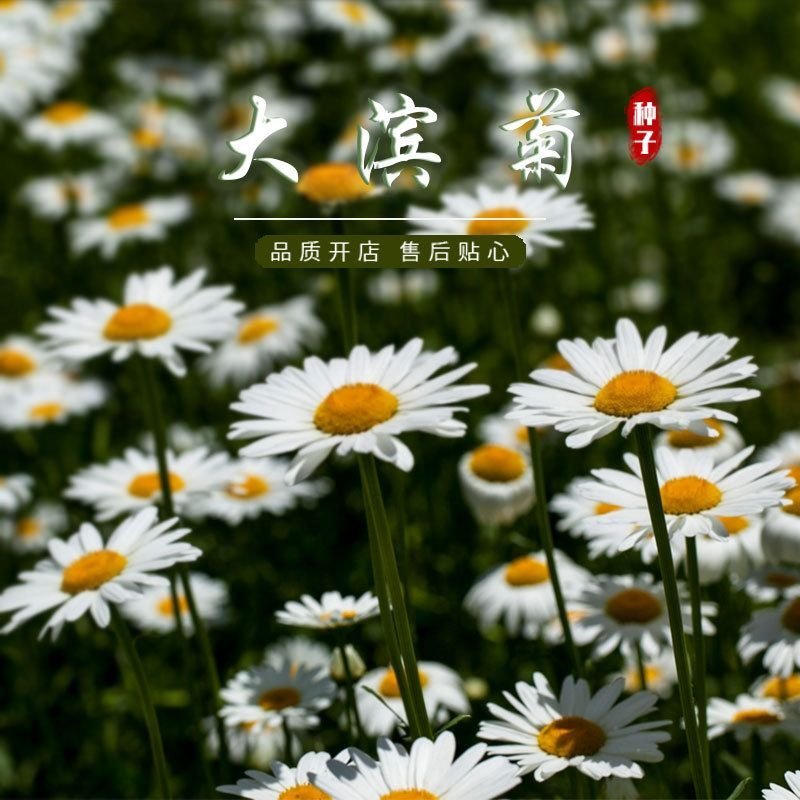 大滨菊种子四季种易活花种子耐寒耐阴花籽庭院室外盆栽花种籽
