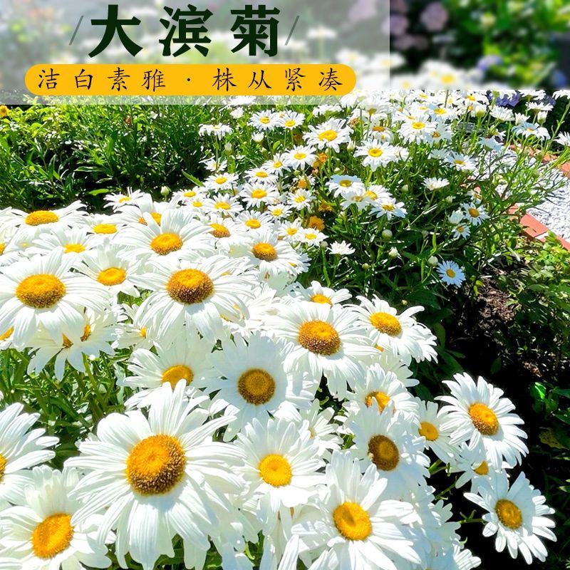 大滨菊种子四季种易活花种子耐寒耐阴花籽庭院室外盆栽花种籽