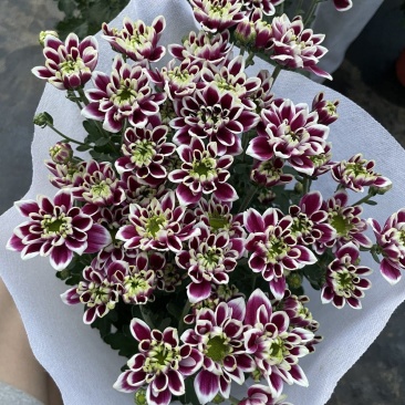 (蝴蝶)网红小雏菊盆栽四季开花阳台庭院多头花园多年生