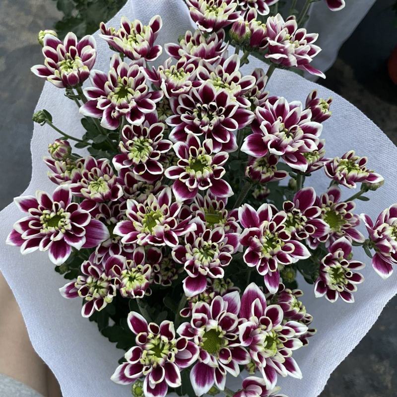 (蝴蝶)网红小雏菊盆栽四季开花阳台庭院多头花园多年生