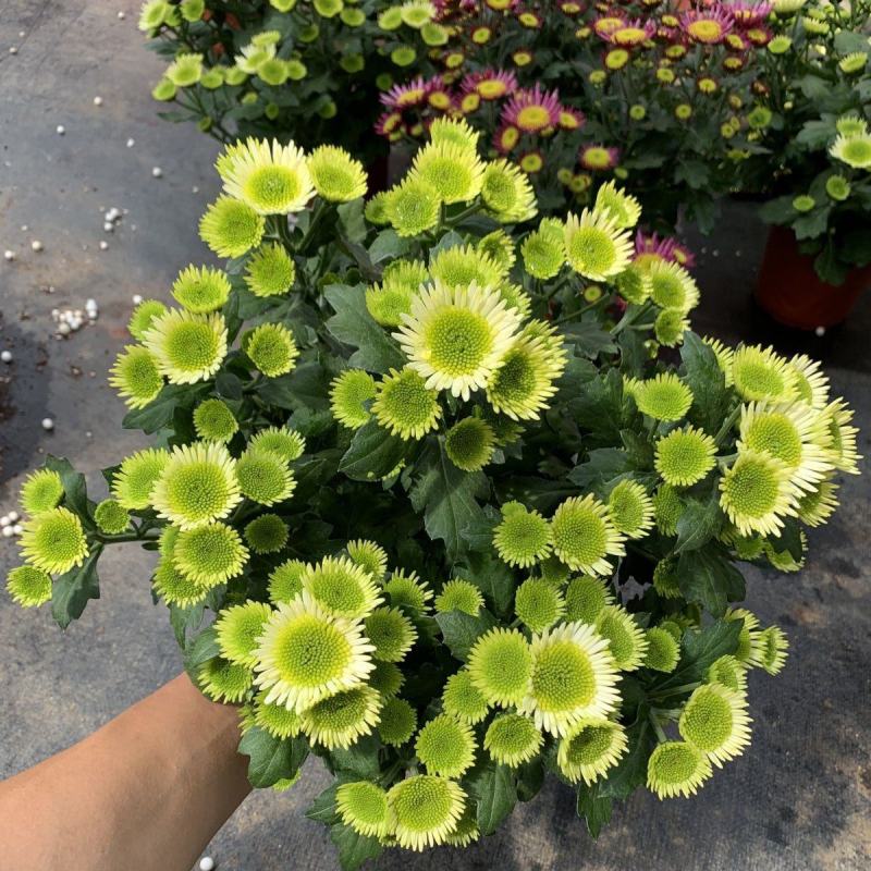 (蝴蝶)网红小雏菊盆栽四季开花阳台庭院多头花园多年生