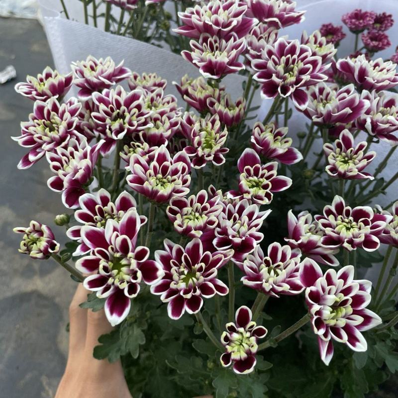 (蝴蝶)网红小雏菊盆栽四季开花阳台庭院多头花园多年生
