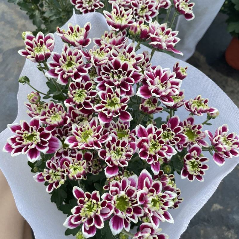 (蝴蝶)网红小雏菊盆栽四季开花阳台庭院多头花园多年生
