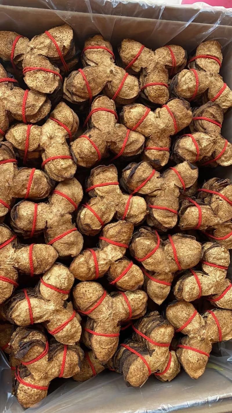 新会老陈皮纯手工扎皮工艺，产自天马，三江优质地块