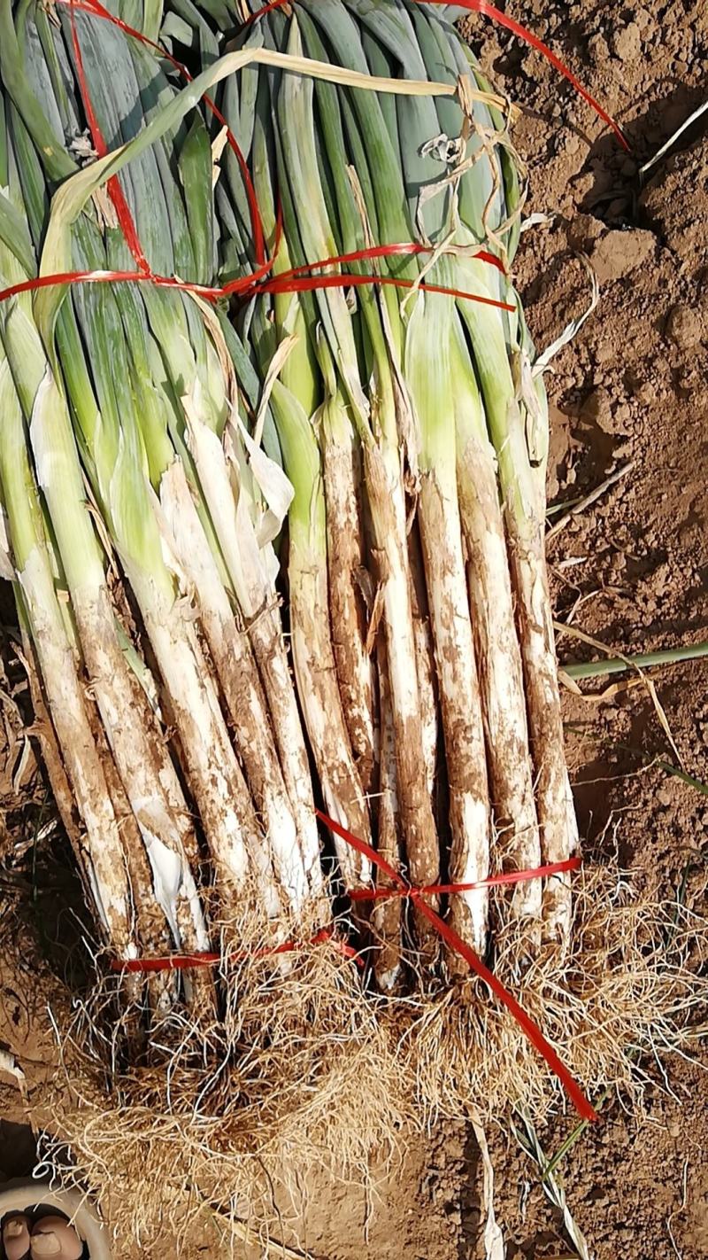 河南兰考优质长白大葱，2-3厘米粗，40-50公分长