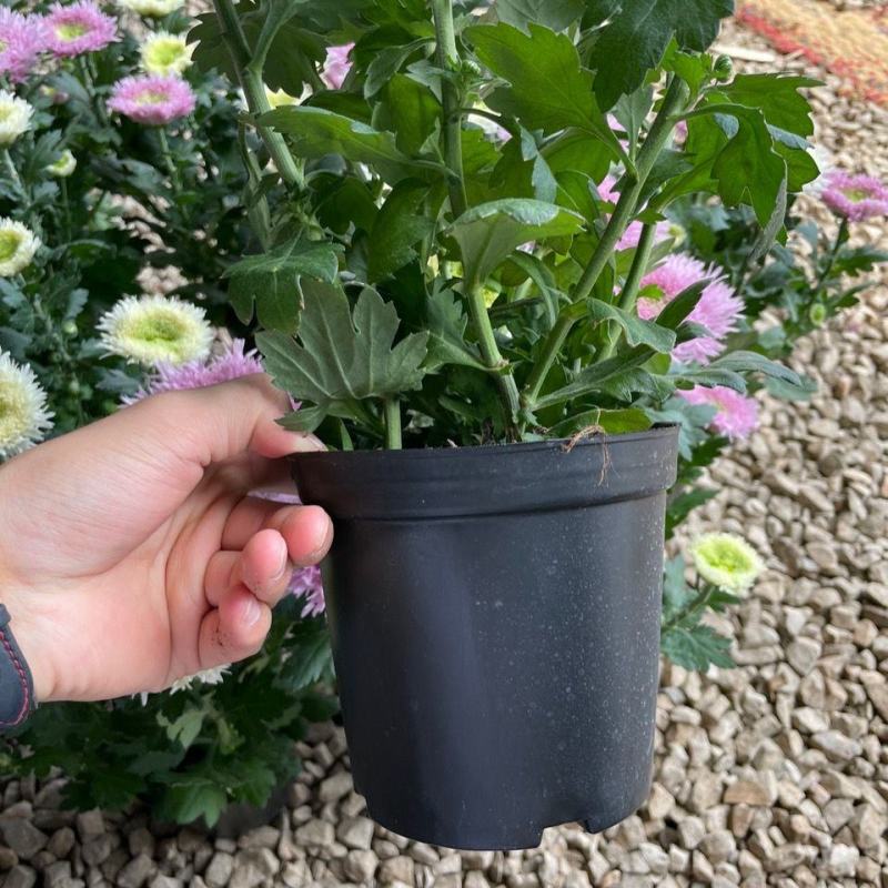 泰迪菊优质盆栽四季开花阳台庭院好养毛茸茸可爱大花型带花苞