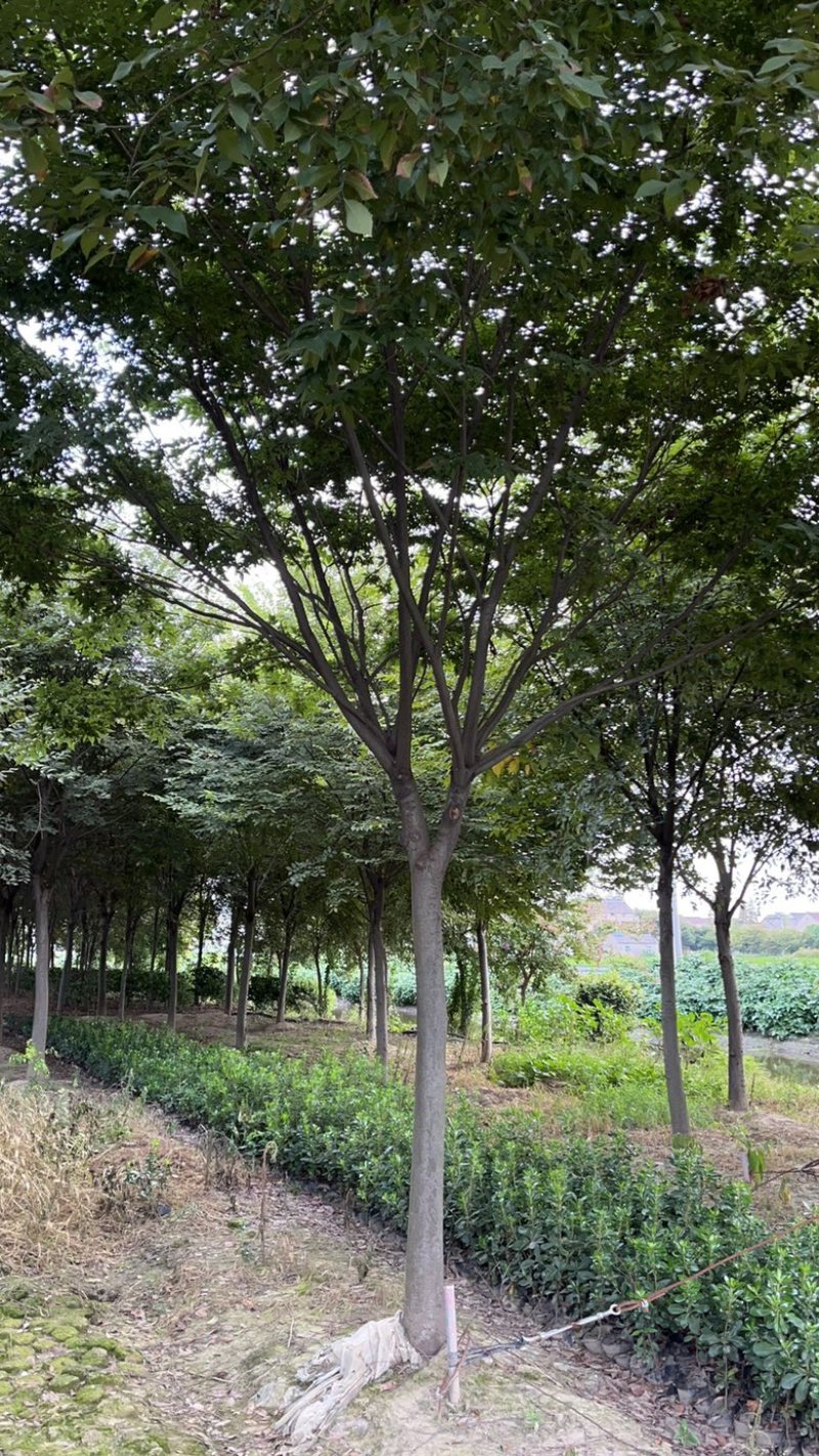 榉树