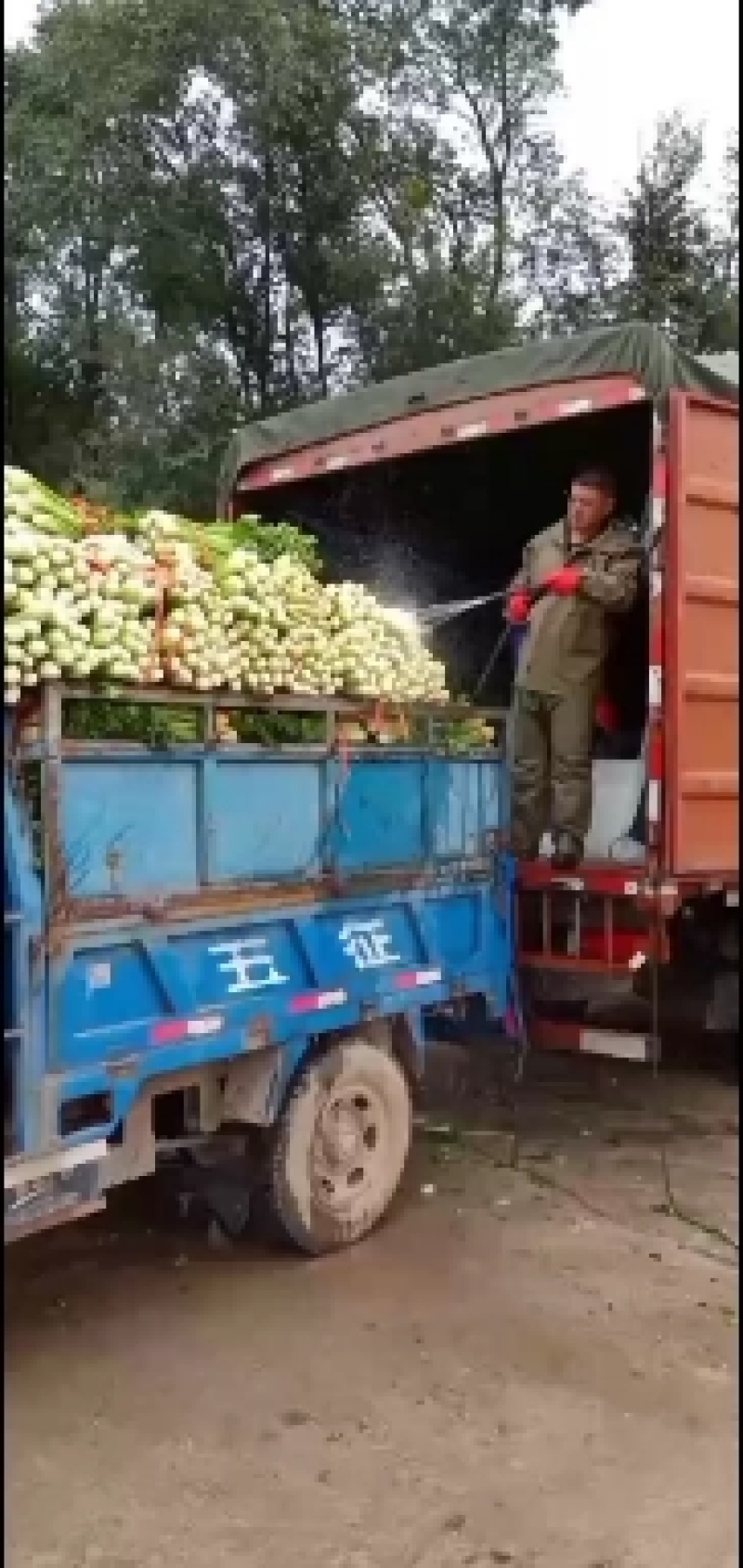 甘肃高原夏菜，定西西芹，精品西芹，打捆西芹，价格便宜
