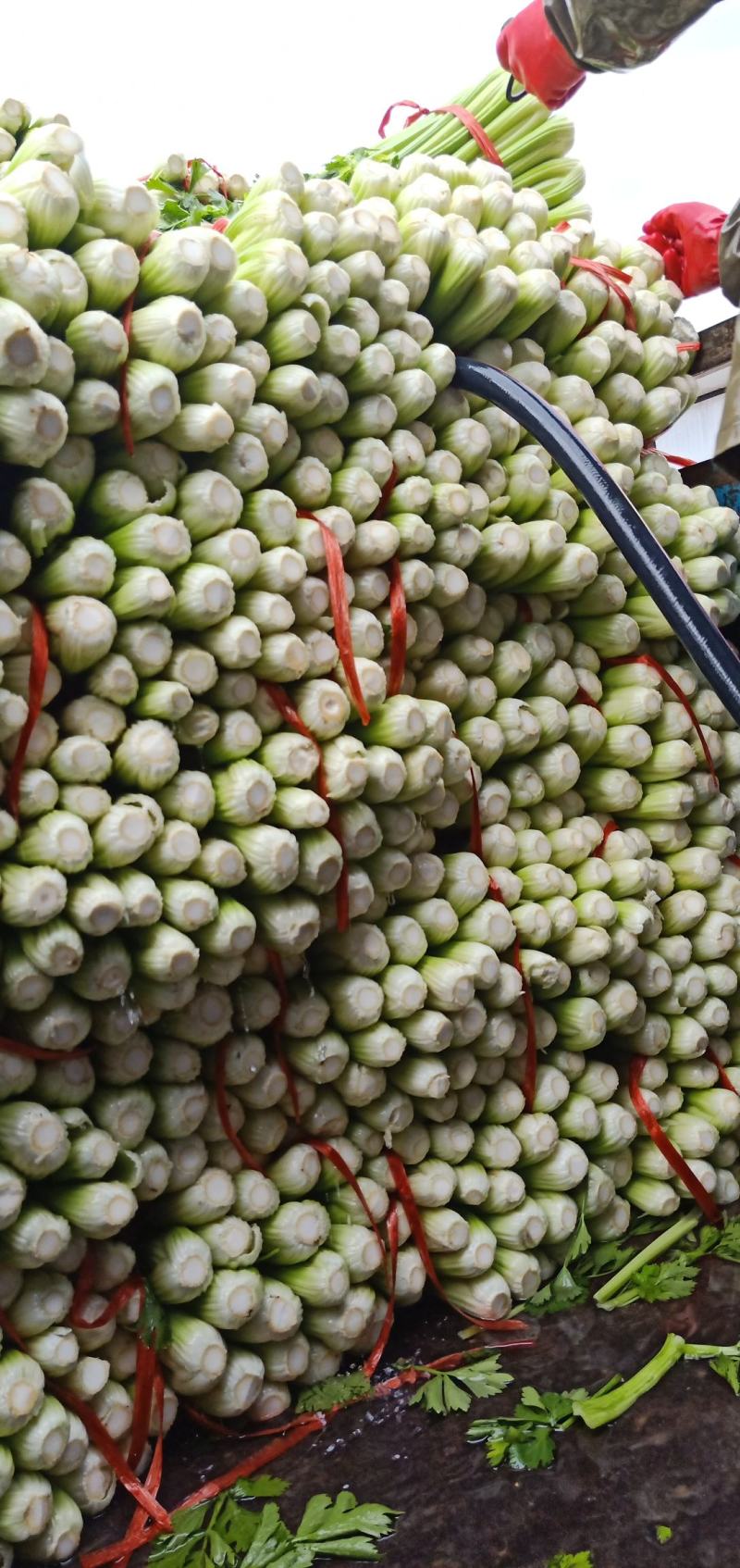 甘肃高原夏菜，定西西芹，精品西芹，打捆西芹，价格便宜