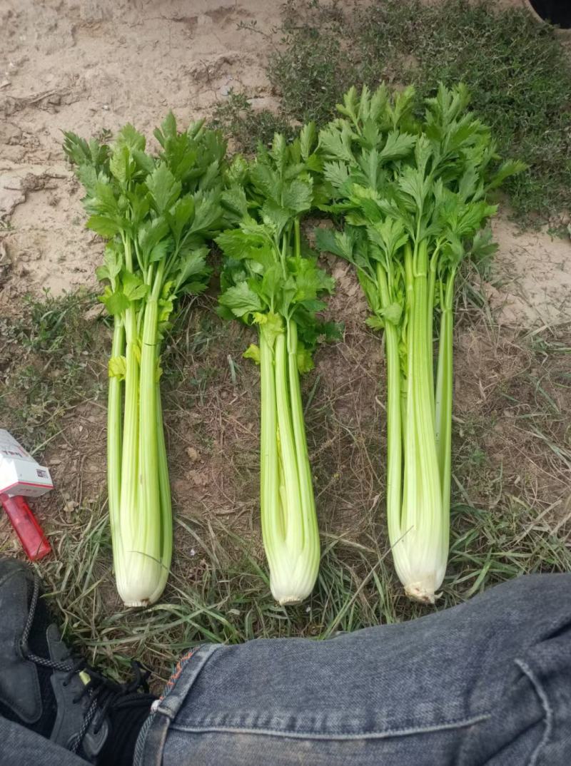甘肃高原夏菜，定西西芹，精品西芹，打捆西芹，价格便宜