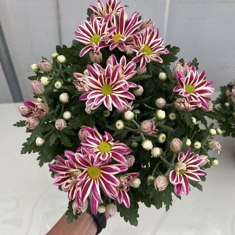 斑纹菊盆栽四季开花耐热耐寒阳台庭院多年生盆栽