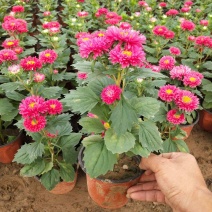 四季新品翠菊紫苑盆栽荷兰菊花苗多年生宿根植物庭院阳台