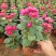 四季新品翠菊紫苑盆栽荷兰菊花苗多年生宿根植物庭院阳台