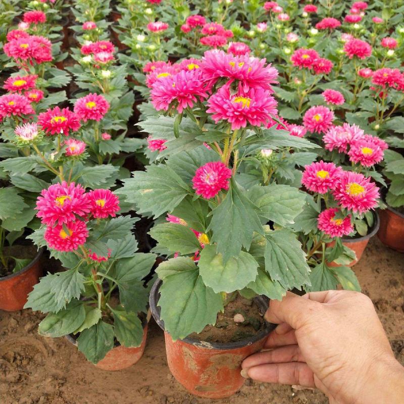 四季新品翠菊紫苑盆栽荷兰菊花苗多年生宿根植物庭院阳台