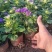 四季新品翠菊紫苑盆栽荷兰菊花苗多年生宿根植物庭院阳台
