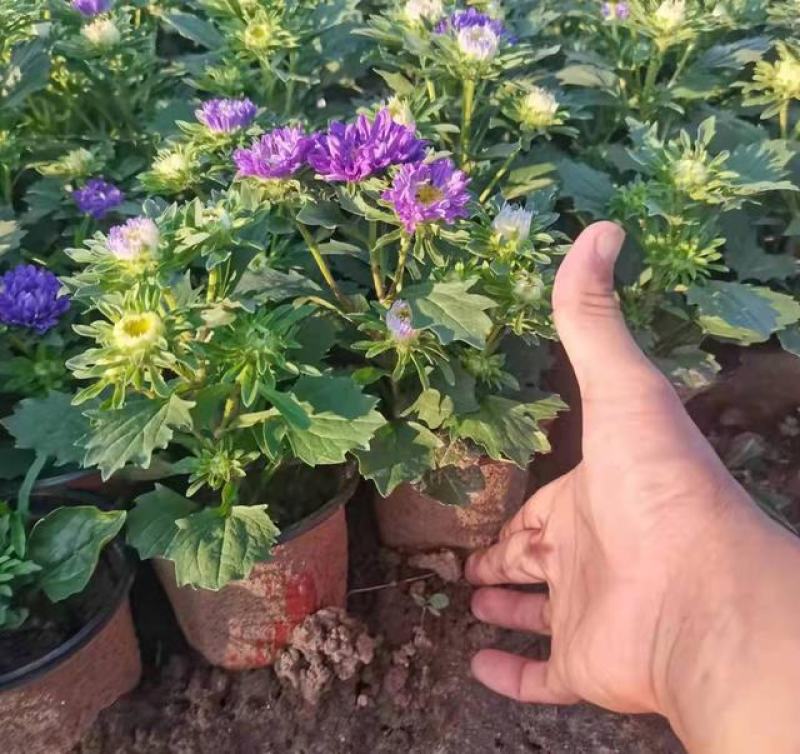四季新品翠菊紫苑盆栽荷兰菊花苗多年生宿根植物庭院阳台