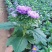 四季新品翠菊紫苑盆栽荷兰菊花苗多年生宿根植物庭院阳台