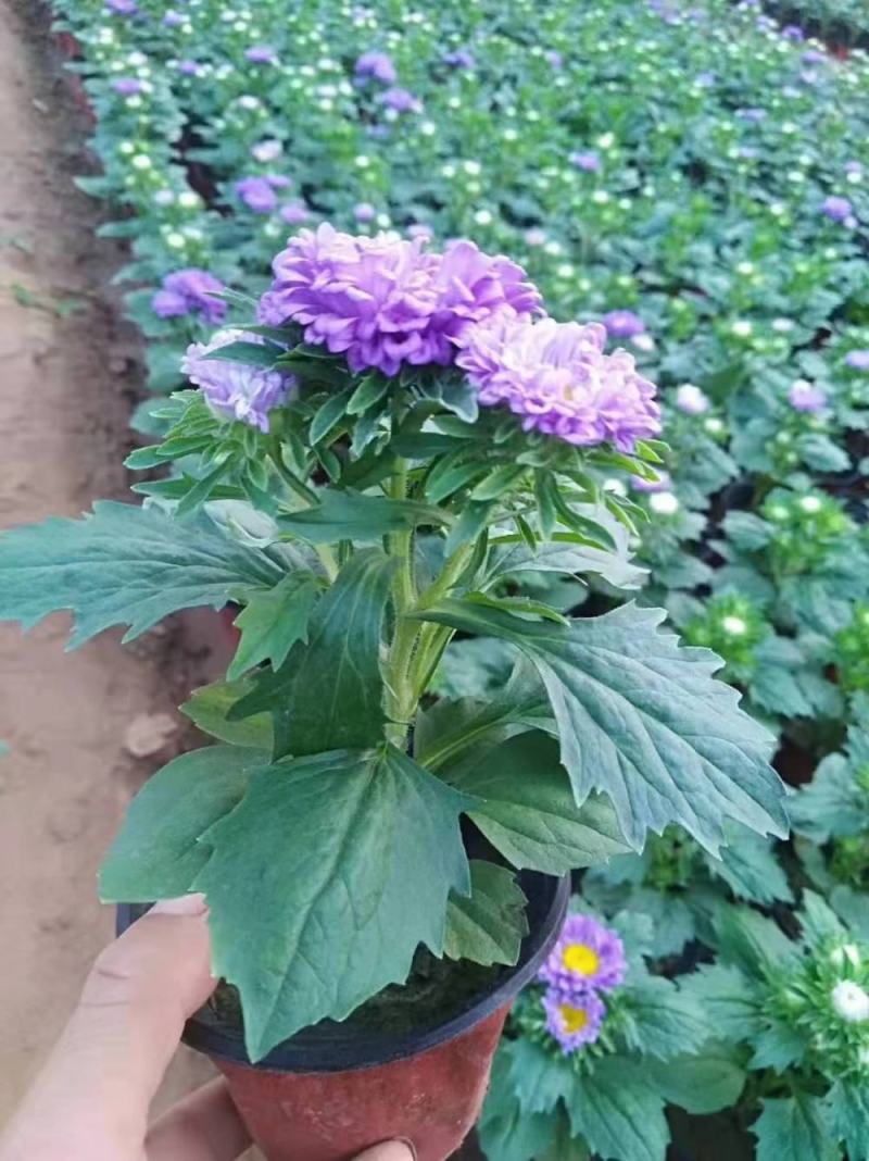 四季新品翠菊紫苑盆栽荷兰菊花苗多年生宿根植物庭院阳台