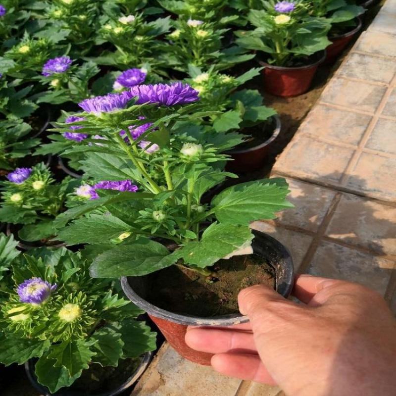 四季新品翠菊紫苑盆栽荷兰菊花苗多年生宿根植物庭院阳台