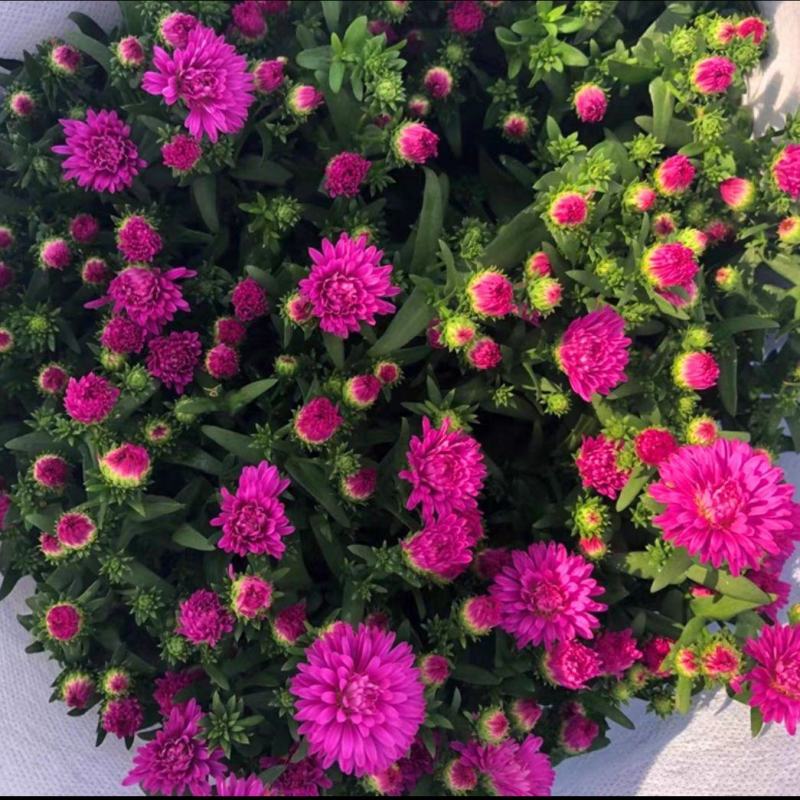 四季新品翠菊紫苑盆栽荷兰菊花苗多年生宿根植物庭院阳台
