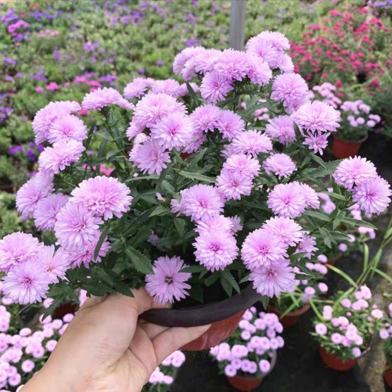 四季新品翠菊紫苑盆栽荷兰菊花苗多年生宿根植物庭院阳台
