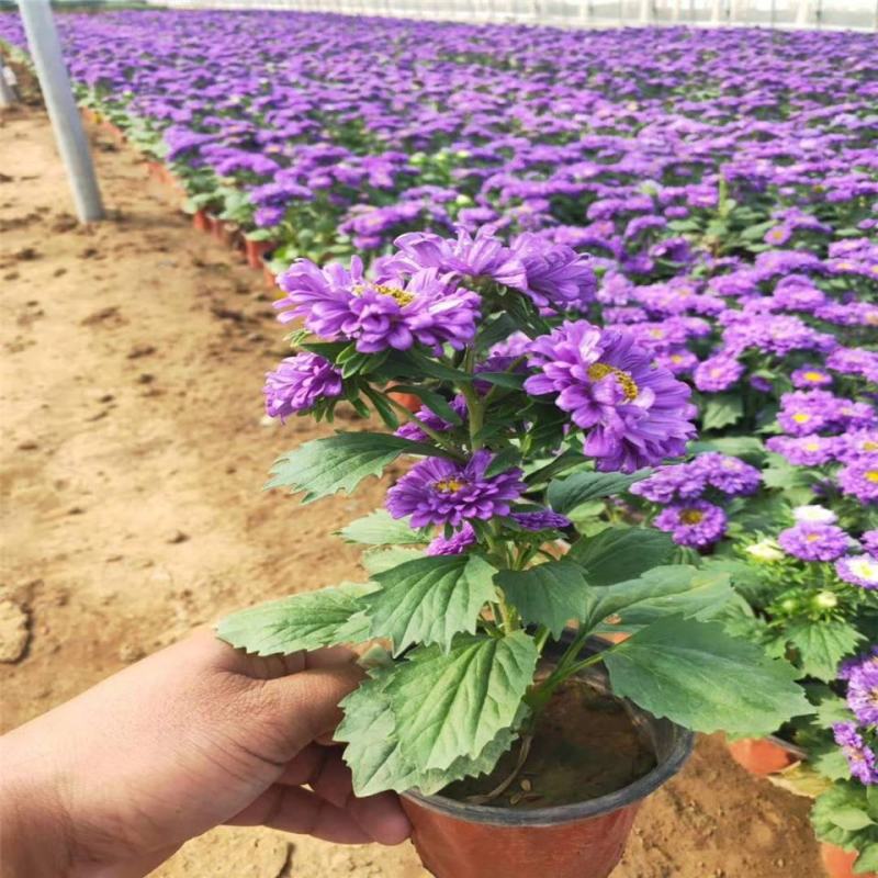 四季新品翠菊紫苑盆栽荷兰菊花苗多年生宿根植物庭院阳台