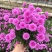 四季新品翠菊紫苑盆栽荷兰菊花苗多年生宿根植物庭院阳台