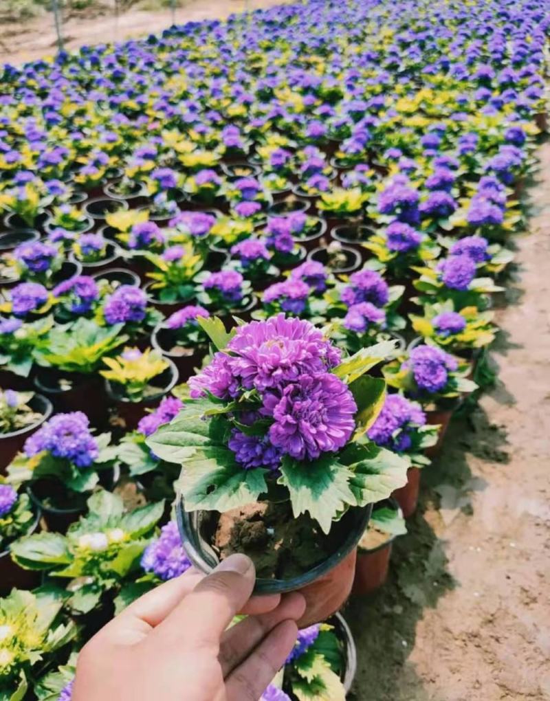 四季新品翠菊紫苑盆栽荷兰菊花苗多年生宿根植物庭院阳台