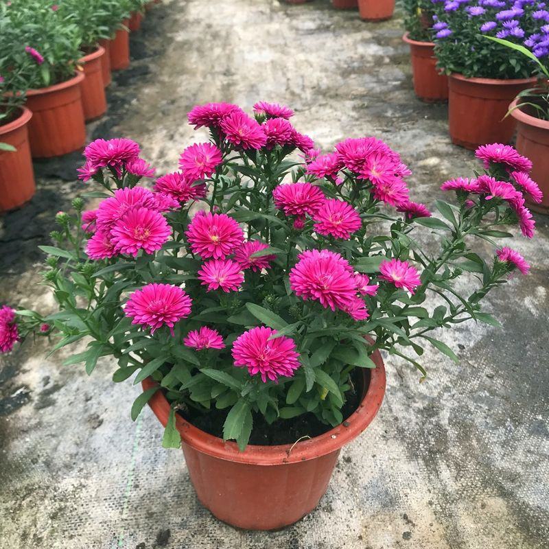 四季新品翠菊紫苑盆栽荷兰菊花苗多年生宿根植物庭院阳台