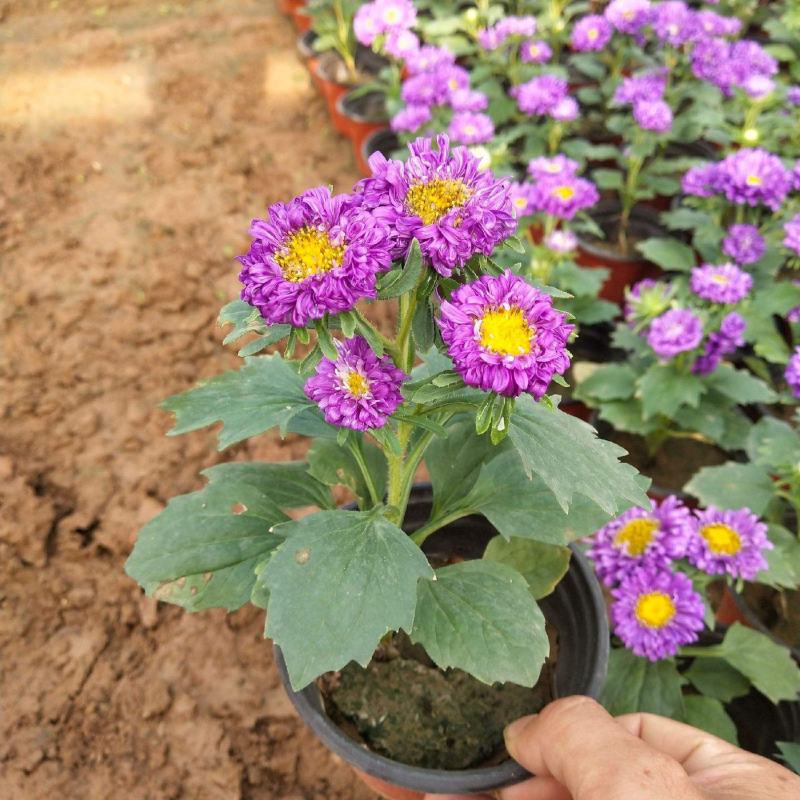四季新品翠菊紫苑盆栽荷兰菊花苗多年生宿根植物庭院阳台