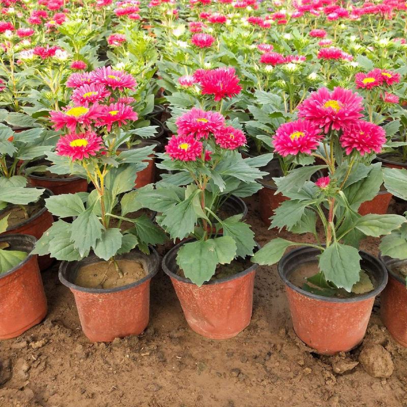 四季新品翠菊紫苑盆栽荷兰菊花苗多年生宿根植物庭院阳台