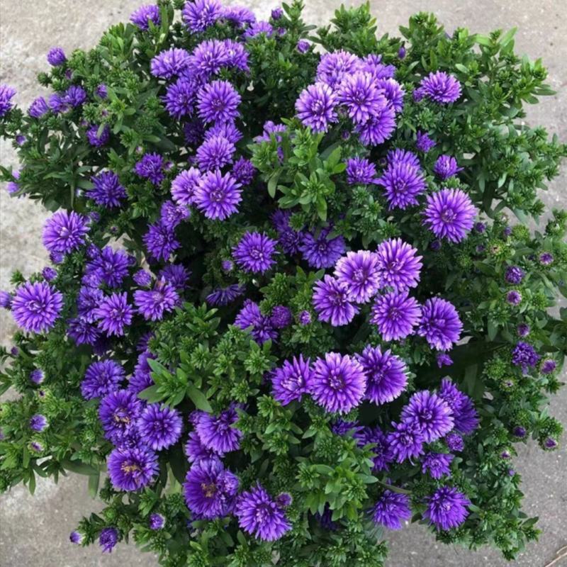 四季新品翠菊紫苑盆栽荷兰菊花苗多年生宿根植物庭院阳台