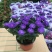四季新品翠菊紫苑盆栽荷兰菊花苗多年生宿根植物庭院阳台