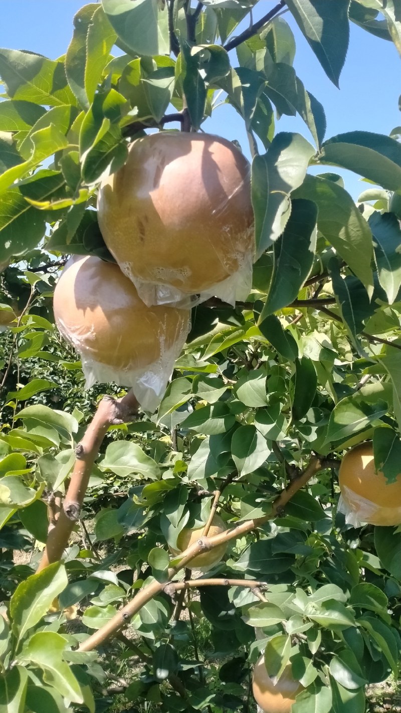 绿色精品雪花梨梨园直采，自家果园千亩梨园