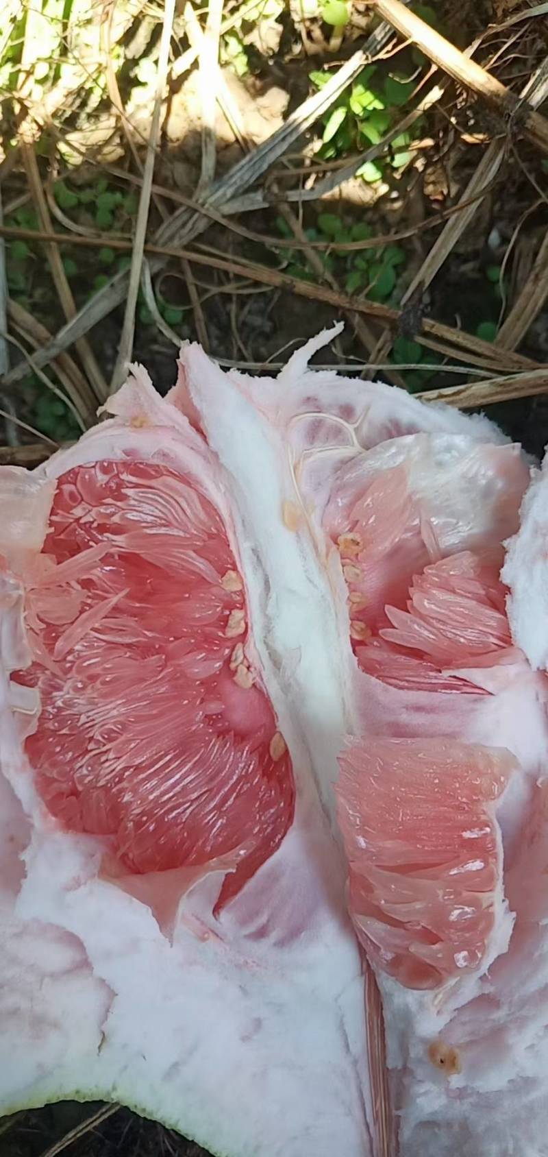 福建红柚