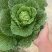 黄心大白菜