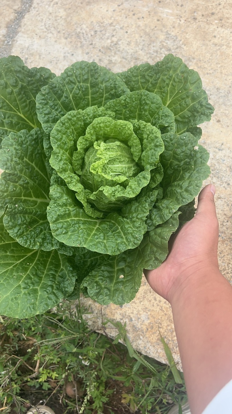黄心大白菜