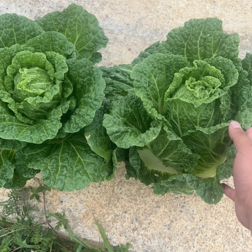 黄心大白菜