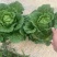 黄心大白菜