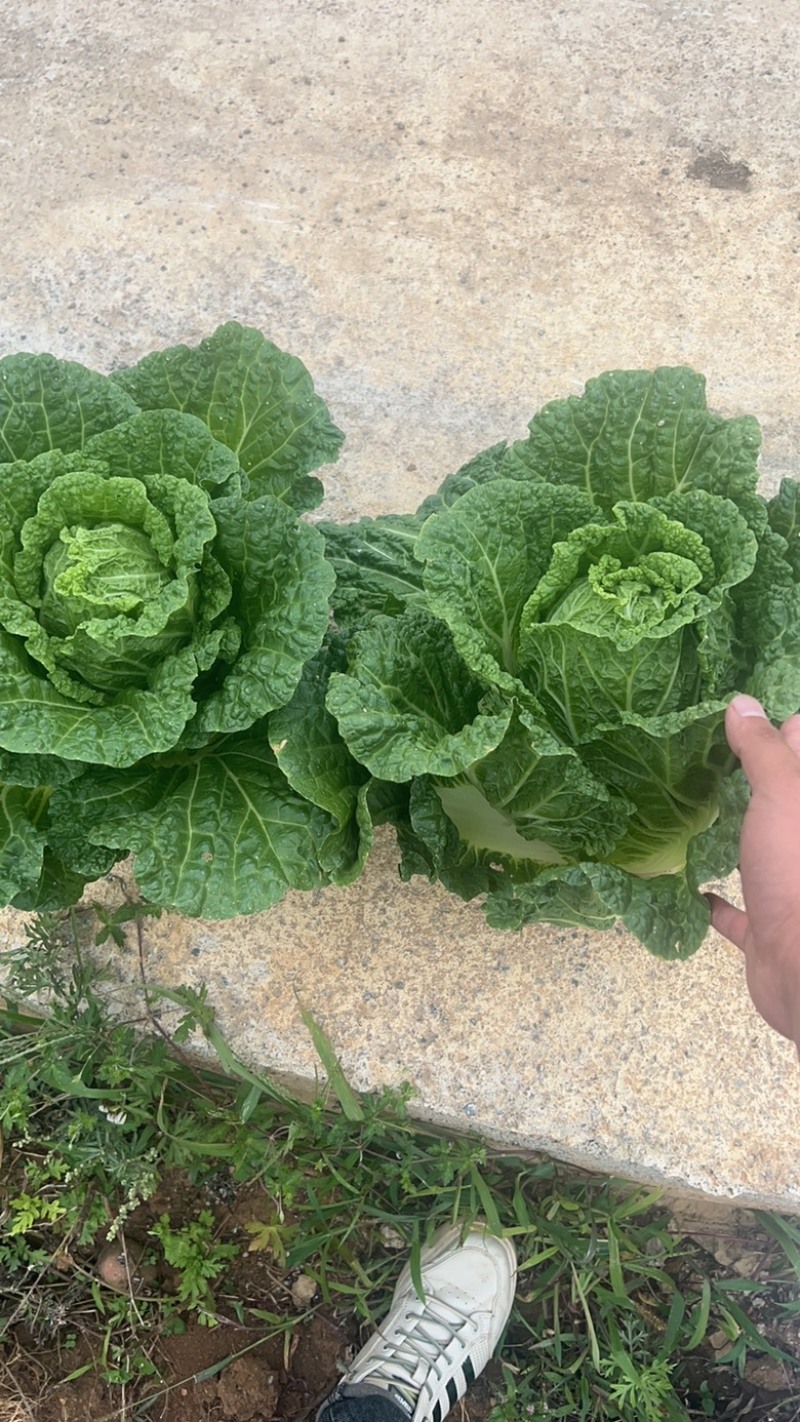 黄心大白菜