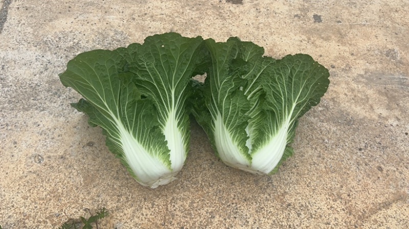 黄心大白菜