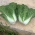 黄心大白菜